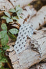 Saguaro tie sitting rolled up on a log next to green ivy.